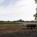 L&rsquo;Adaptation des Vignerons Bordelais face aux Changements Climatiques
