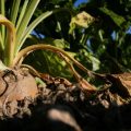Les agriculteurs betteraviers de l&rsquo;Aube face à une crise sans précédent
