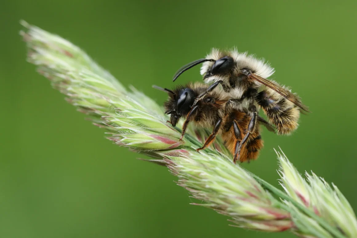 Le Monde des Abeilles Solitaires et Leur Importance Écologique