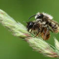 Le Monde des Abeilles Solitaires et Leur Importance Écologique