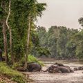Protection des éléphants de Bornéo: un défi écologique et communautaire