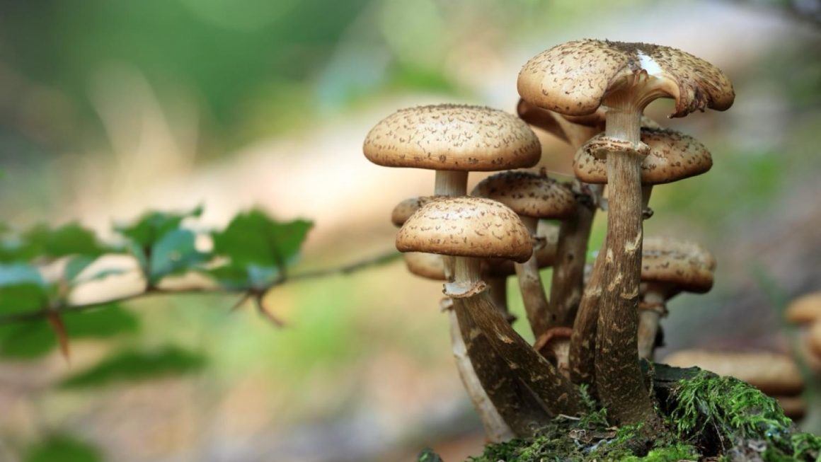 c7be9363-3ba7-4481-a8b9-04446a51acc4 Les dangers de la cueillette des champignons