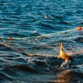 Catherine Chabaud s&rsquo;engage pour une réforme des règles de pêche en Méditerranée