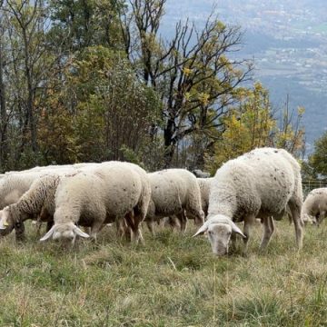 d9475e19-a1da-4161-8d7f-456d6c5c1b65 Attaque de loups dans le Vercors : Un massacre inédit de brebis