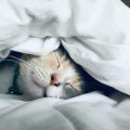 Races de chats adaptées à la vie en appartement