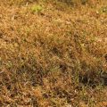 Comment restaurer la santé de votre pelouse après une période de chaleur intense