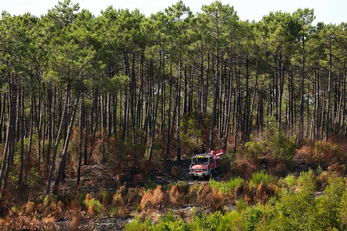 Incendie dévastateur impacte la recherche sur les arbres en Gironde