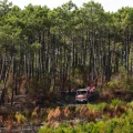Incendie dévastateur impacte la recherche sur les arbres en Gironde