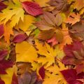 La transformation des couleurs des feuilles en automne en France