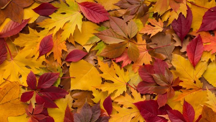 fcec18f3-de9e-4a01-a694-fc836af3f8cc La transformation des couleurs des feuilles en automne en France