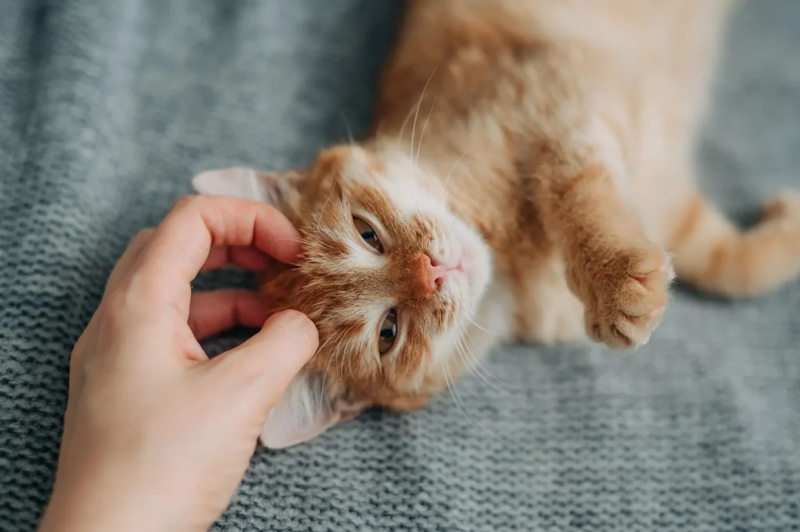 Le ronronnement du chat : bienfaits pour les chats et les humains
