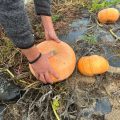 Un été décisif pour la production de courges à Saint-Julien-de-Concelles
