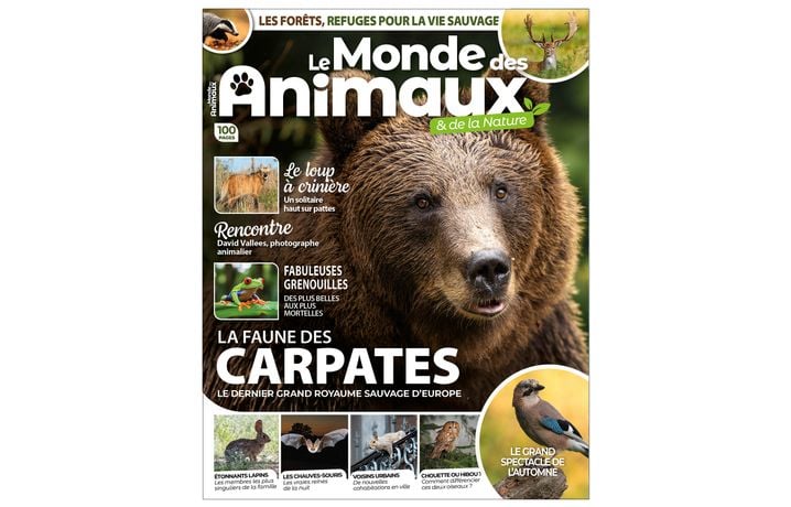 4edf5839-8cae-44af-8c72-123decda489e Que deviennent les guêpes en hiver ?