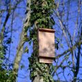 Suresnes et ses Nichoirs à Chauves-souris : Évaluation Automnale