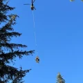 Attaques de loups contre un troupeau de brebis en Isère