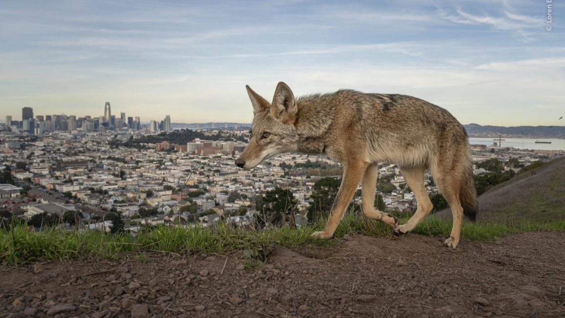 986438fb-f82d-4e79-a7eb-7823f846dad4 Lauréats du Wildlife Photographer of the Year 2026