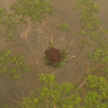 Le sauvetage des orangs-outans de Bornéo face aux incendies et adaptations environnementales