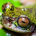 Découverte d&rsquo;une nouvelle espèce de grenouille minuscule en Équateur