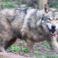 Augmentation du quota d&rsquo;abattage de loups en 2026 en France