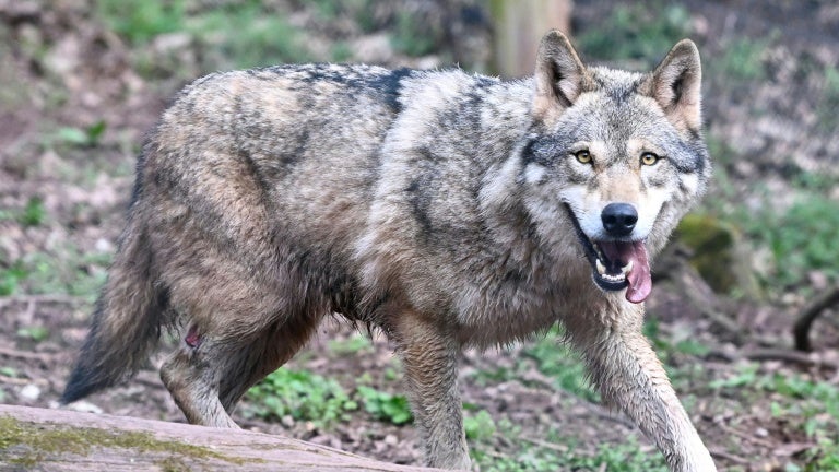 c39a8679-bb1d-4414-8a15-4be61fd60726 Augmentation du quota d’abattage de loups en 2026 en France