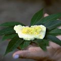 Un atlas alimentaire pour préserver les recettes et les traditions de l&rsquo;Amazonie