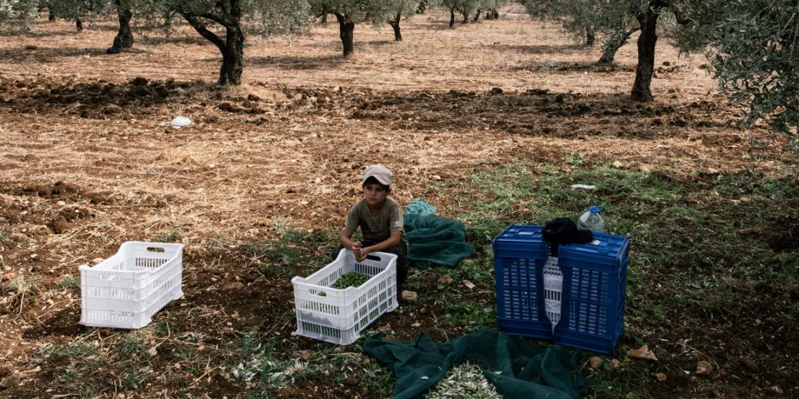 Les défis des agriculteurs libanais face aux tensions à la frontière