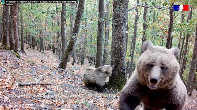 f2434a31-09ce-4a7f-a013-e17168124d89 Suivi des ours dans les Pyrénées : bilan et enjeux