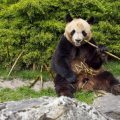Un Nouvel Accord pour les Pandas à Beauval