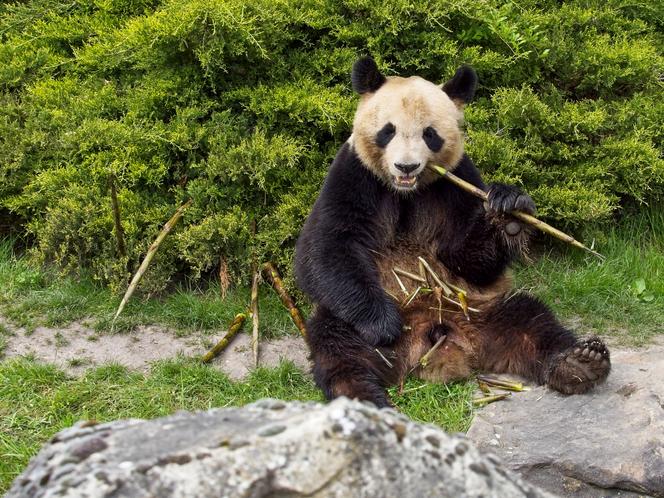 fed5367f-efde-432a-9c72-a831154a879f Un Nouvel Accord pour les Pandas à Beauval
